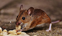 24 Hour & Emergency Exterminators in Hicks Crossroads, NC